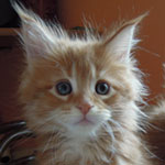 Kociak Maine Coon