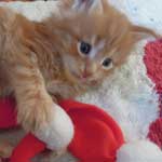 Kociak Maine Coon