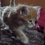 Kociak Maine Coon