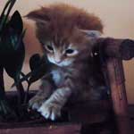 Kociak Maine Coon
