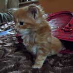 Kociak Maine Coon