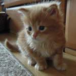 Mały kotek Maine Coon