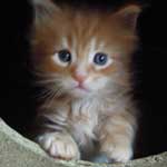Kociak Maine Coon
