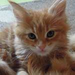 Kociak Maine Coon