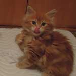 Kociak Maine Coon