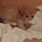 Kociak Maine Coon