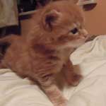 Mały kotek Maine Coon