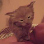 Kociak Maine Coon