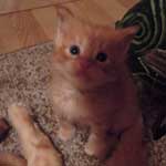 Kociak Maine Coon