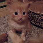 Kociak Maine Coon
