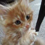 Kociak Maine Coon