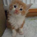 Kociak Maine Coon