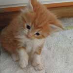 Kociak Maine Coon