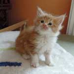 Mała Duma - Maine Coon