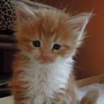 Kociak Maine Coon