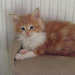 Kociak Maine Coon