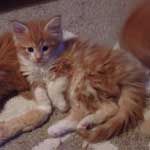 Kociak Maine Coon