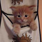 Kociak Maine Coon
