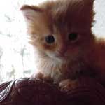 Kociak Maine Coon