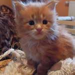 Kociak Maine Coon