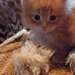 Kociak Maine Coon