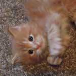 Kociak Maine Coon