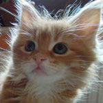 Kociak Maine Coon