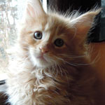 Kociak Maine Coon
