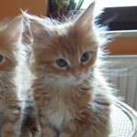 Kociak Maine Coon