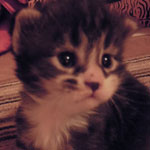 Kociak Maine Coon