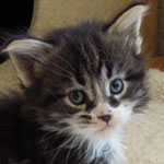 Mały Elza - Maine Coon