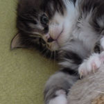 Kociak Maine Coon