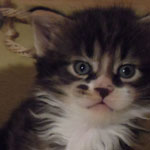 Kociak Maine Coon