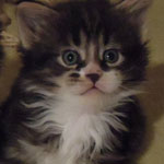 Kociak Maine Coon
