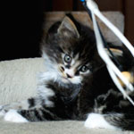 Kociak Maine Coon