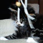 Kociak Maine Coon