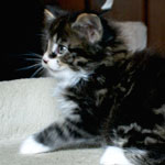 Kociak Maine Coon