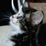 Kociak Maine Coon