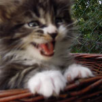 Kociak Maine Coon