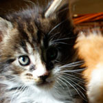 Kociak Maine Coon