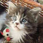 Kociak Maine Coon