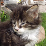 Kociak Maine Coon