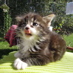 Kociak Maine Coon