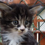 Kociak Maine Coon