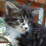 Kociak Maine Coon