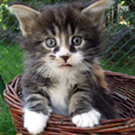 Kociak Maine Coon