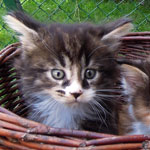 Kociak Maine Coon