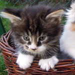 Kociak Maine Coon