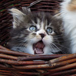 Kociak Maine Coon