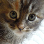 Mała Eelisa - Maine Coon